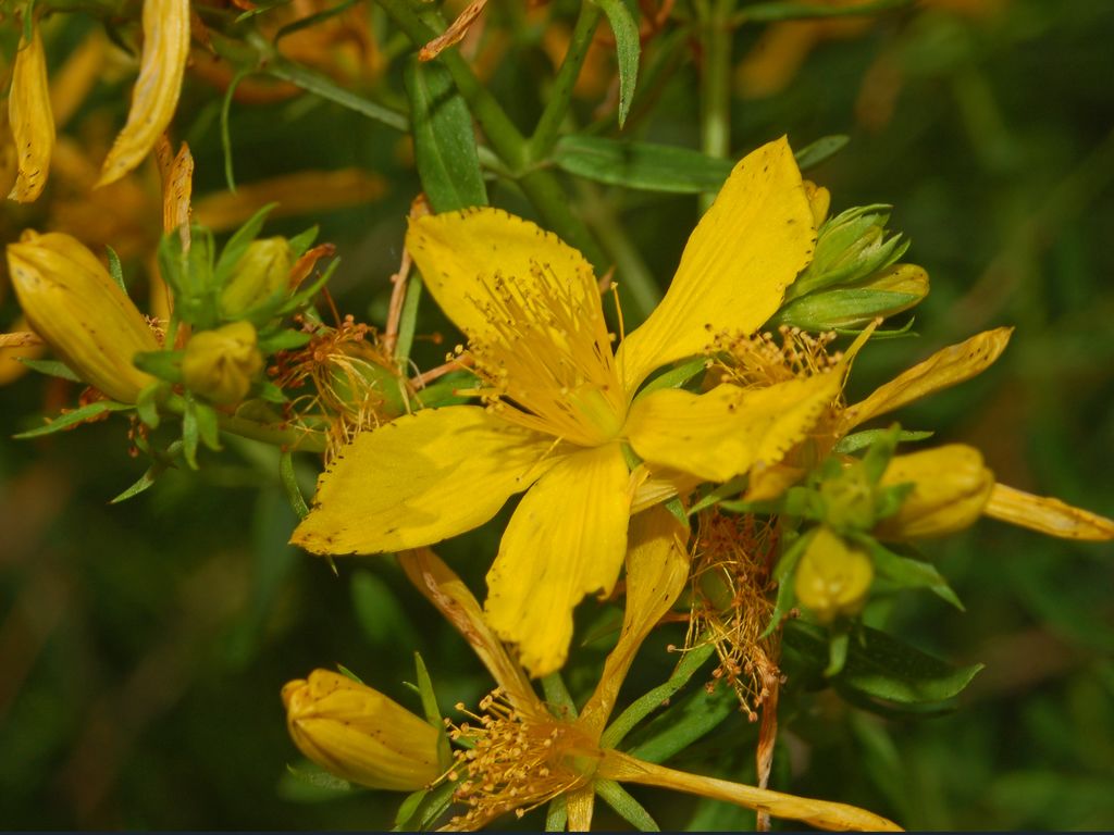Hypericum perforatum